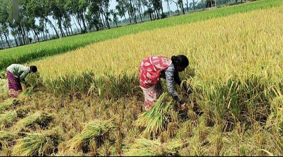 শ্রমিক দিবসেও মাঠের কাজে সরব পত্নীতলার কৃষি মজুররা