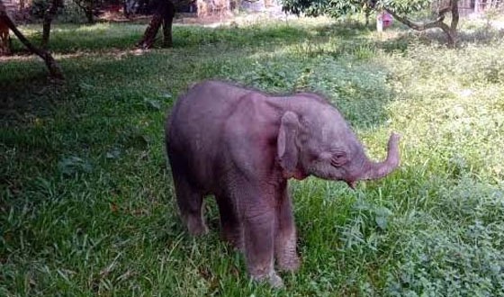 চকরিয়ার ডুলাহাজারা সাফারি পার্কের সেই হাতিটি আর নেই