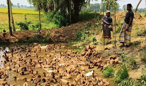 গৃহকর্মী থেকে সফল হাঁসচাষী খাতিজা