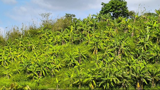 পাহাড়ী টিলায় কলা চাষে ঝুঁকছেন চাকমারা