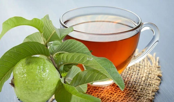 পেয়ারা পাতার চায়ে লুকিয়ে অসংখ্য স্বাস্থ্যগুণ