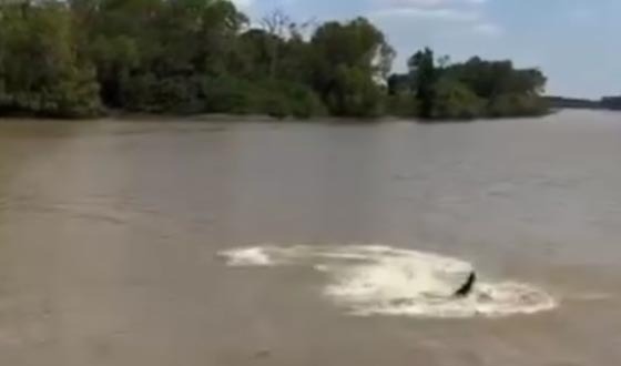 মুলাদীতে জয়ন্তী নদীতে ২টি কুমির দেখার গুজব