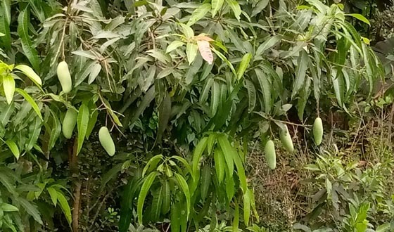 দিঘলিয়ার খায়রুল সবুজ বিদেশী জাতের আম চাষ করে সফলতা