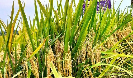 জনপ্রিয়তা পাচ্ছে উচ্চ ফলনশীল ‘ব্রি ধান-১০৩’