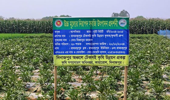 কাহারোলে দিন দিন ক্যাপসিকাম চাষে আগ্রহ বাড়ছে কৃষকদের