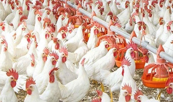 ক্ষুদ্র ও মাঝারি পোলট্রি খামারিরা দিশেহারা