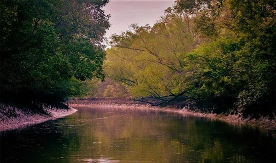 সুন্দরবনের ১০ কি.মি’র মধ্যে শিল্পপ্রতিষ্ঠান নির্মাণ নিষিদ্ধ করে প্রজ্ঞাপন