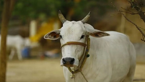 কখন বুঝবেন আপনার উপর কোরবানি ওয়াজিব হয়েছে