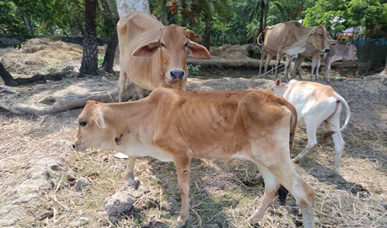 গরুর ল্যাম্পিস্কীন রোগের প্রাদুর্ভাব, মারা গেছে অর্ধ শতাধিক গরু