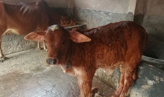 চিকিৎসার অভাবে মারা যাচ্ছে অসংখ্য গরু