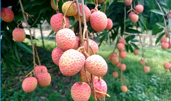 মঙ্গলবাড়িয়ার গাছে গাছে ঝুলছে রঙিন লিচু