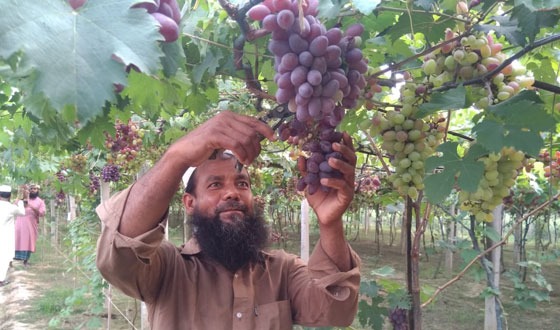 ঝিনাইদহে আঙ্গুর চাষে সফল কৃষক রশিদ