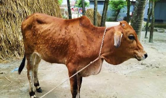 গরমে এলএসডির প্রকোপ,পশুর হাটে থাকছে সংক্রমণের ঝুঁকি