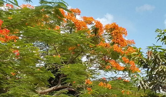 কৃষ্ণচূড়া ফুলের জাদুতে মোড়ানো পাটকেলঘাটা ইকোপার্ক