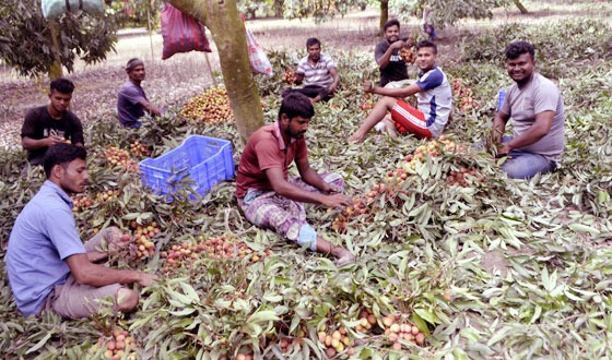 কাহারোলে বাজারে উঠতে শুরু করেছে লিচু