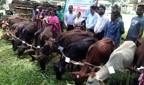 পীরগঞ্জে ক্ষুদ্র নৃ-গোষ্ঠির মাঝে বকনা বাছুর বিতরণ