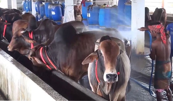 গরু পরিচর্যায় ব্যস্ত পিরোজপুরের খামারীরা