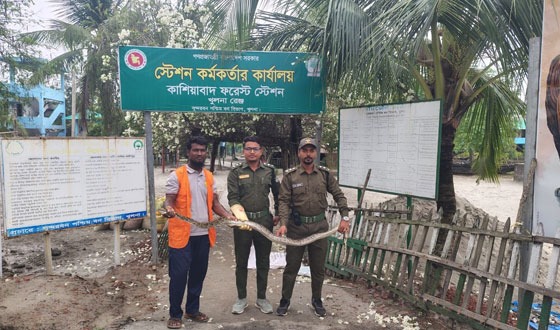 সুন্দরবনের অজগর লোকালয়ে, উদ্ধারের পর বনে অবমুক্ত