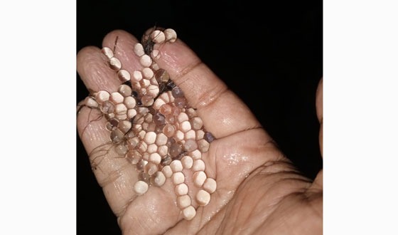 হালদা নদীতে মা মাছ ডিম ছাড়তে শুরু করেছে