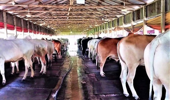 টাঙ্গাইলে মব ভায়োলেন্সের শঙ্কায় কমছে কোরবানি