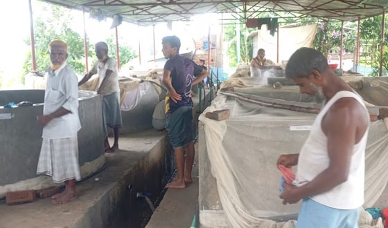 হালদার পাড়ে চলছে সংগৃহীত ডিম থেকে রেনু ফোটানোর উৎসব