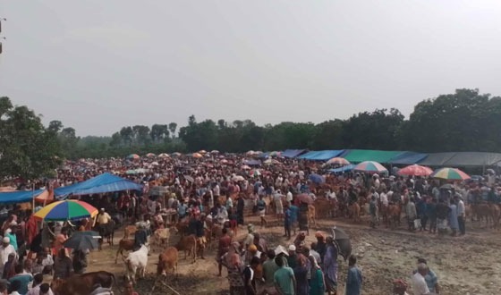 সাপাহার পশুরহাট ক্রেতা-বিক্রেতার ভিড়ে জমজমাট