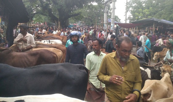 বৈরি আবহাওয়ার কারণে সরারচরের গরুর হাটে জমেনি