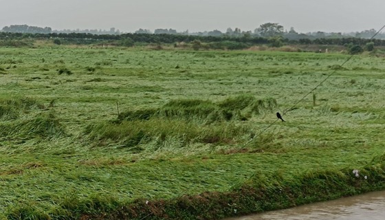 পোরশায় বৃষ্টিতে ধান ও সবজীর ক্ষতির শঙ্কা