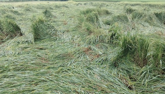 শেরপুরে দুই দিনের বৃষ্টিতে কৃষকের স্বপ্নভঙ্গের আশংকা