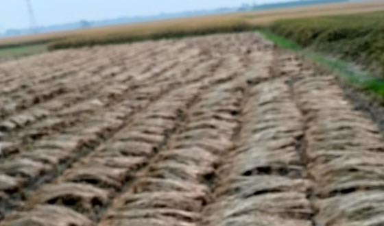 কালীগঞ্জে রোপা আমনের মাঠজুড়ে শোভা ছড়াচ্ছে সোনালি ধানের শীষ