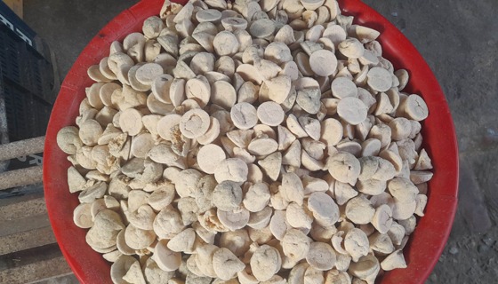 সুজানগরে কুমড়া ছাড়াই কুমড়ো বড়ি তৈরী