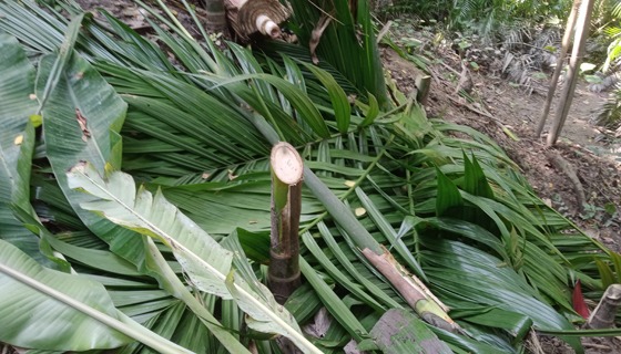 মোল্লাহাটে দুর্বৃত্তদের বিরুদ্ধে একটি বাগানের শতাধিক গাছ কাটার অভিযোগ