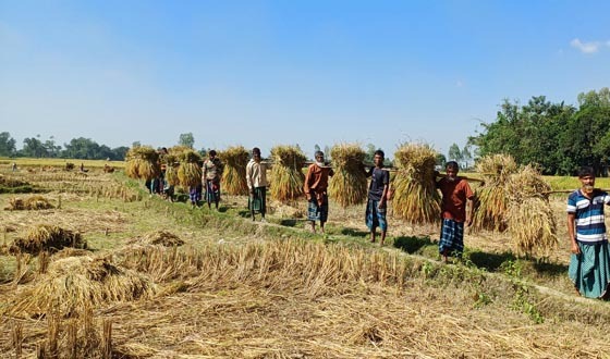 গাবতলীতে উৎসব মুখর ‎পরিবেশে ধানকর্তন