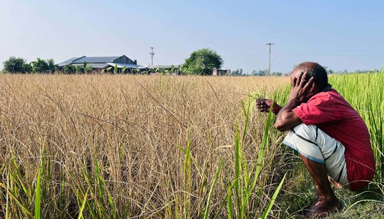 চিরিরবন্দরে দুর্বৃত্তের আগাছা নাশক ঔষধে ঝলসে গেছে ধানক্ষেত