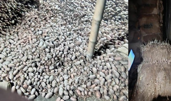 কালিগঞ্জে দুই ব্যবসায়ীর বিপুল পরিমাণ আলু বিনষ্টের অভিযোগ