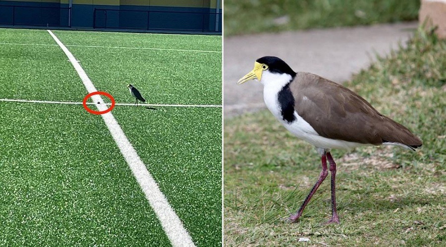 মাঠে ডিম পাড়লো পাখি, এক মাসের জন্য বন্ধ ঘোষণা করা হলো স্টেডিয়াম