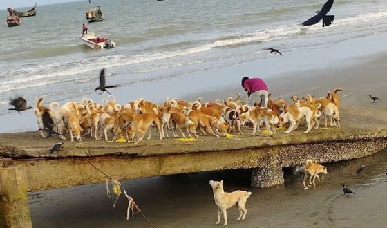 বেওয়ারিশ কুকুরের উপদ্রব বৃদ্ধি : আতংকিত মানুষ