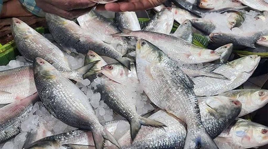 দুর্গাপূজা উপলক্ষে ভারতে ইলিশ রপ্তানির অনুমতি পেল ৩৭ প্রতিষ্ঠান