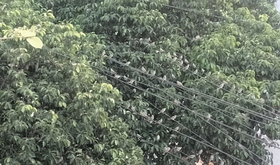 হারিয়ে যেতে বসা আমাদের চিরচেনা সহচর-প্রভাতী সুর সন্ধ্যার সঙ্গীত