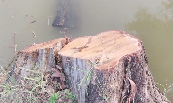 তানোরে সরকারি গাছ ও পুকুর ভর্তি মাছ সাবাড়ের অভিযোগ, ব্যবস্থায় প্রশাসন