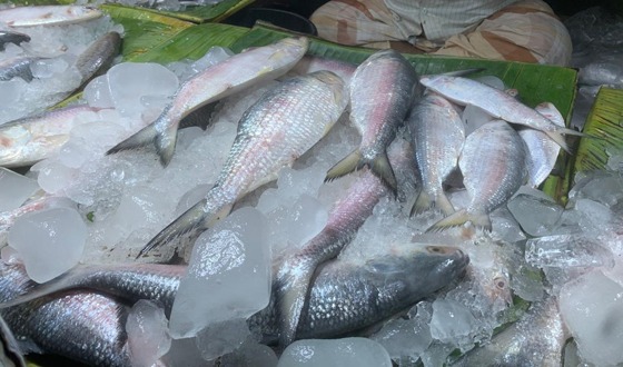 সৈয়দপুরে বৈশাখ না আসতেই বাজারে ইলিশের দাম চড়া