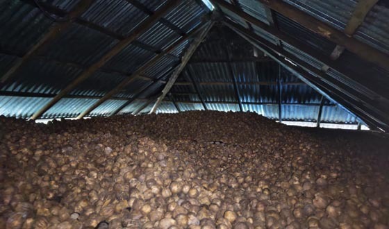 হাইমচরে মাদকের ভয়াবহ বিস্তার, একাধিক স্থানে দুর্র্ধষ চুরি