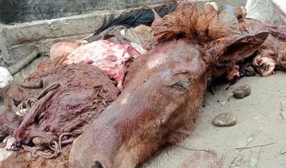 ঘোড়া জবাই করে গরুর মাংস বলে বিক্রির চেষ্টা, আটক ৩