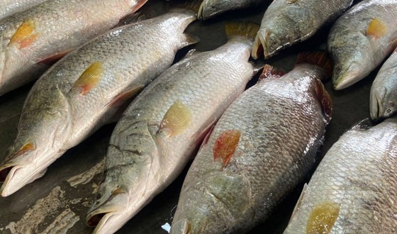 কুয়াকাটায় জেলের জালে ধরা পড়ল ৪০ কোরাল