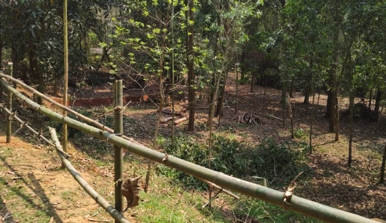 কালিয়াকৈরে গাছ জমি জবর দখলের চেষ্টা