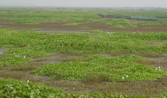 সুজানগরে ২০টি বিল পানি শূন্য, তীব্র মাছ সংকট