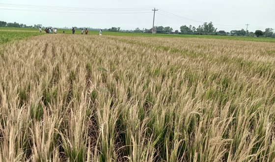 রাণীনগরে আগাছা নাশক ছিটিয়ে জমির ধান পুড়িয়ে দেয়ার অভিযোগ