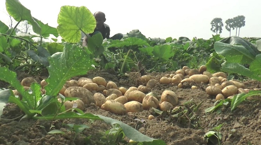 লোকসানে আলুর চাষে আগ্রহ হারাচ্ছে কৃষক