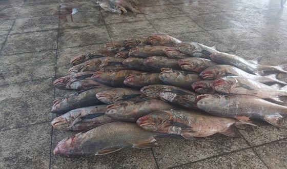 জিয়ানগরের জালে ধরা পড়লো ২৮ লাখ টাকার লাক্ষা মাছ