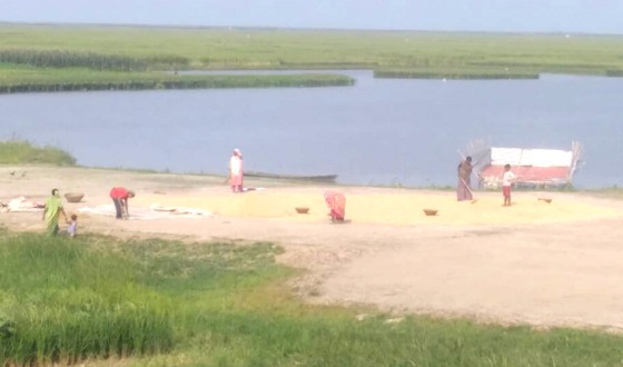 কিশোরগঞ্জের হাওরে ধানের বাম্পার ফলনের সম্ভাবনা